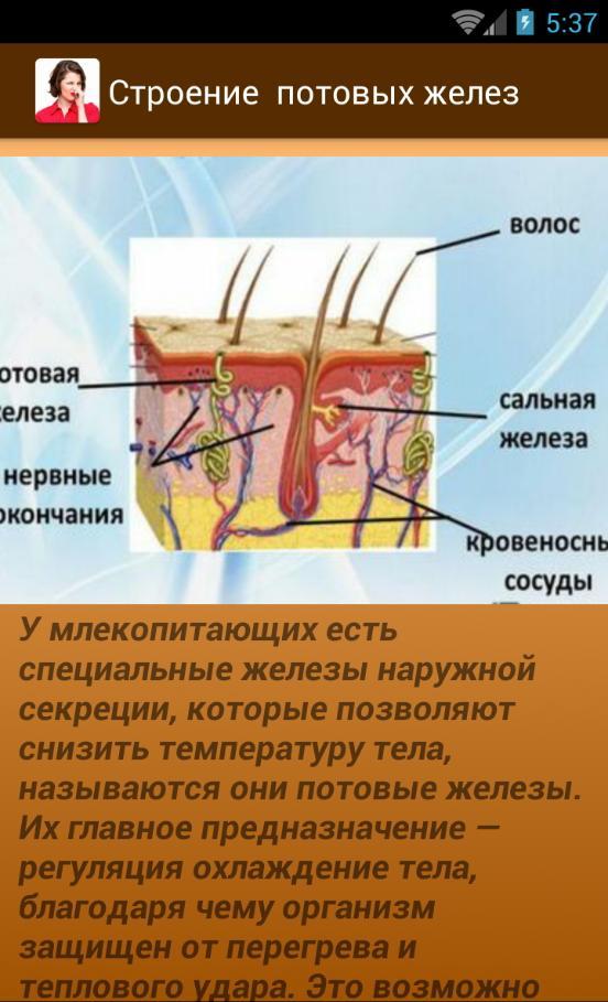 Запах железа почему. Строение потовых желез. Потовые железы на половых органах. Потовые железы .потоотделение.. Воспаление потовой железы.