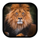 Animal documentaries APK