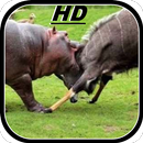 Documentaires d'animaux sauvages HD APK