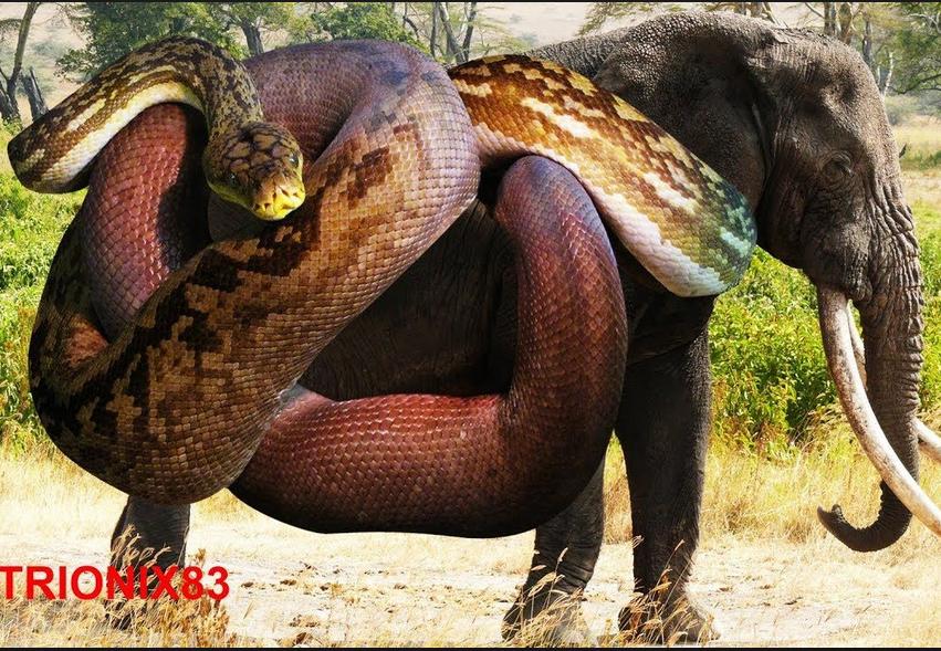 Documentales De Animales Salvajes Hd For Android Apk Download