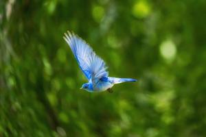 Documentaries birds Affiche