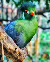 Documentaries birds capture d'écran 1