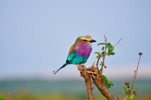 Documentaries birds capture d'écran 2