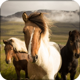 Animal documentaries