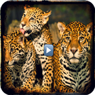Documentários Animais Silvestres ícone