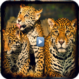 Documentaries wild animals icon