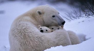 Documentaires wilde dieren screenshot 2