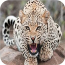 Great Animal Documentaries APK