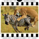 Dokumenter hewan liar APK