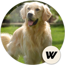 Dog wallpapers and Backgrounds 🐕 APK