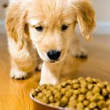 Dog Food Recipes and Packaged Food biểu tượng