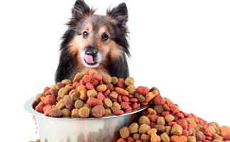 Dog Food Recipes and Packaged Food تصوير الشاشة 1