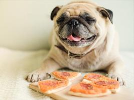 برنامه‌نما Dog Food Recipes and Packaged  عکس از صفحه