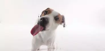 Dog Licks Screen Video Theme
