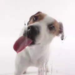 Dog Licks Screen Video Theme APK download