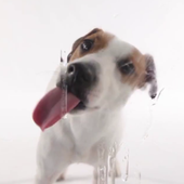 Icona Dog Licks Screen Video Theme