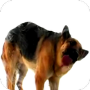 Собака лижет экран обои APK