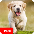 Dog Wallpapers PRO icon