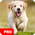 Dog Wallpapers PRO ikona