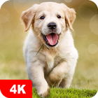 Dog Wallpapers & Puppy 4K simgesi