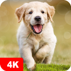Hintergrundbilder mit Hunde 4K Zeichen