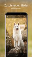 Hintergrundbilder mit Hunde 4K Screenshot 3