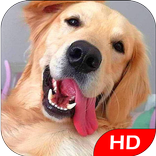 Dogs Wallpapers HD Background