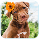 Dogs & puppies jigsaw puzzles APK