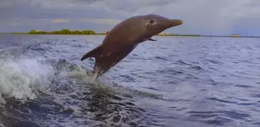 Дельфин 3d. Видео Обои