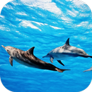 Dolphins Live Wallpaper APK