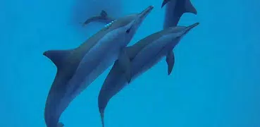 Дельфины. Живые Видео Обои