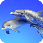 Dolphins Video Live Wallpaper icône
