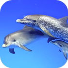 Delfines Fondos animados icono
