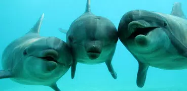 Dolphins HD. Video Wallpaper