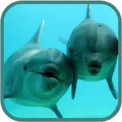 Dolphins HD. Video Wallpaper Icon