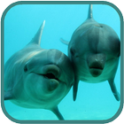 Dolphins HD. Video Wallpaper-icoon