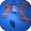 Dolphins HD Live Wallpaper