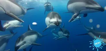 Dolphins Live Wallpaper