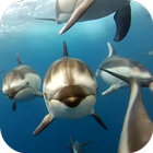 Dolphins Live Wallpaper icône