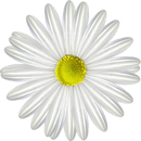 Daisy Fortune - Loves me Loves me not APK
