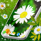 3D Daisy Spring Live Wallpaper biểu tượng