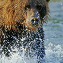Bear Wallpaper APK