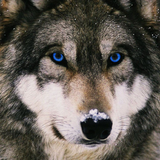 Wolf Wallpaper icon