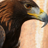 Eagle Wallpaper icon
