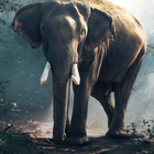 Elephant Wallpaper icon