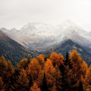 Fall Wallpaper APK