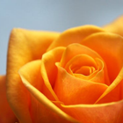 Flower Wallpaper ikona