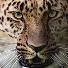 Fondo de pantalla leopardo icono