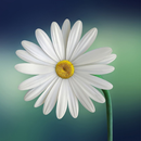 Nature Wallpaper APK