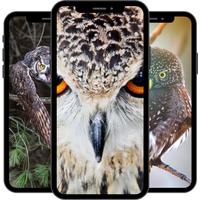 フクロウの壁紙 スクリーンショット 1
